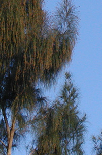 [australian pine treetops]