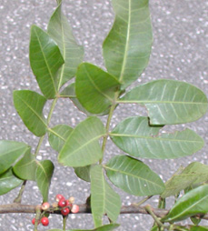 [brazilian pepper leaves and berries]