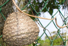[an air potato]