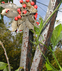 [rosary pea seeds]